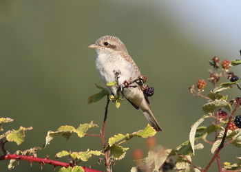 Close-up of insect perching on flower