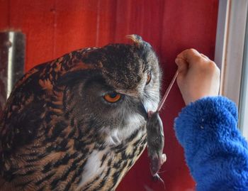 Feeding mouse to owl