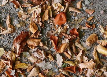 Full frame shot of dried autumn leaves on field