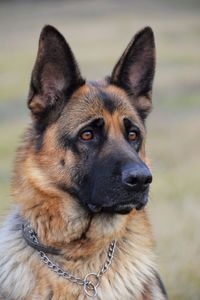 Close-up portrait of dog