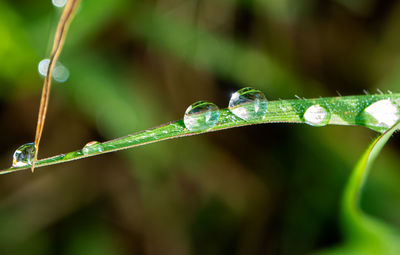 Close-up of water drops on leaf