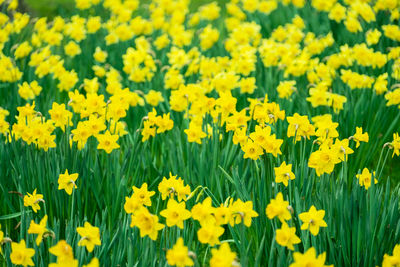 High angle view of daffodils blooming in farm