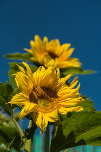 Close-up of yellow flowering plant