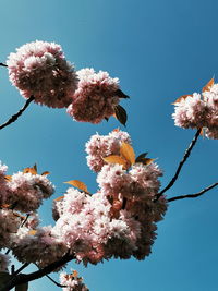 Low angle view of cherry blossoms against sky