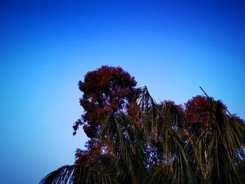 Low angle view of coconut palm tree against clear blue sky