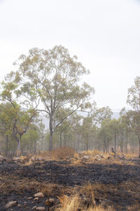 Trees on field against sky