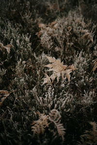 Close-up of plants