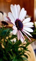 Close-up of white flower