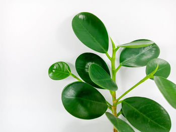 Close-up of leaves against white background