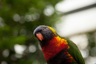 Close-up of parrot perching