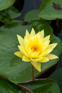 Close-up of yellow water lily in lake