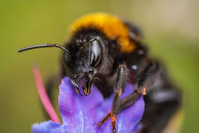 Close-up of bee pollinating on flower