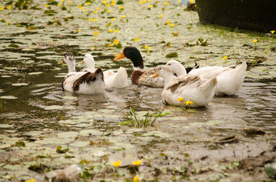 Wild ducks in their natural environment.