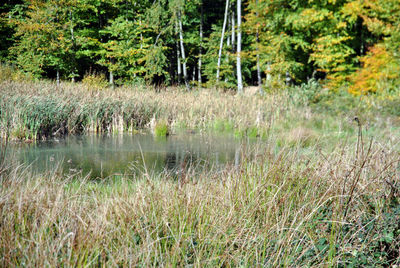 Grass growing in water