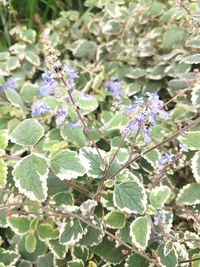 Close-up of purple flowers