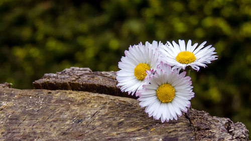 Close-up of white flowering plant