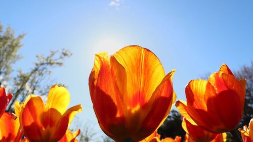 Close-up of tulips blooming against sky