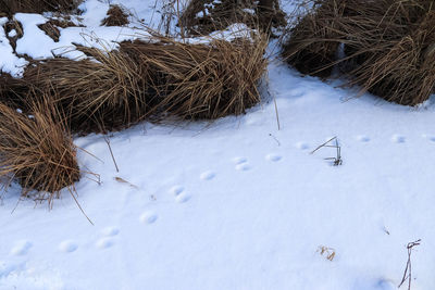High angle view of snow covered field