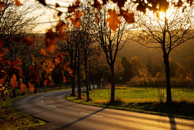 Trees by road in park during autumn