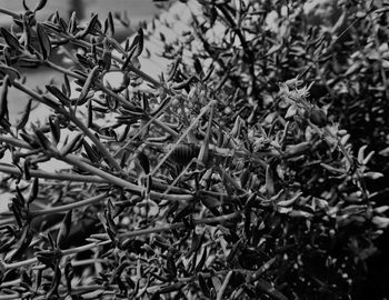 Close-up of plants growing on tree