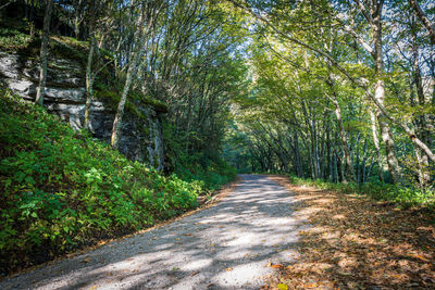 Road amidst trees in forest