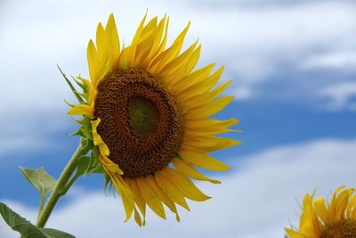 Close-up of sunflower against sky