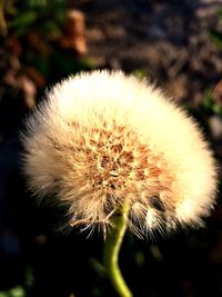 Close-up of dandelion flower