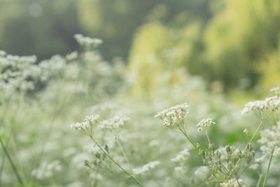 Close-up of white flowering plant on field