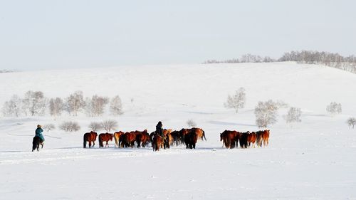 Horse on snow covered field