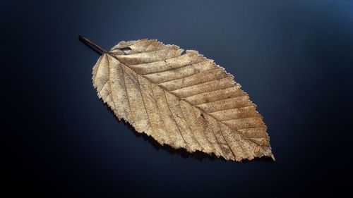 Close-up of leaf against sky