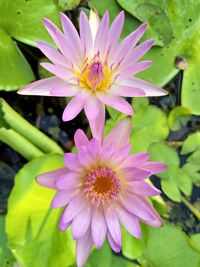 Close-up of pink flower