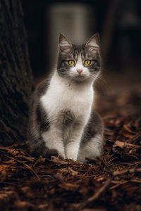 Close-up of cat looking away