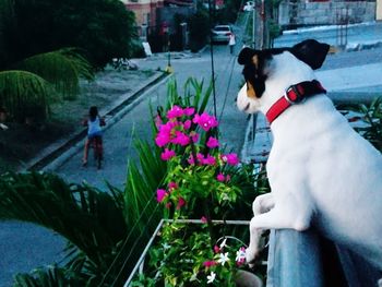 View of man and flowers