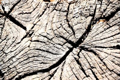 Full frame shot of tree stump