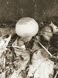 High angle view of mushrooms growing on field