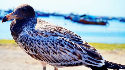 Close-up of seagull perching on a land