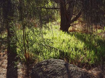 View of trees in forest