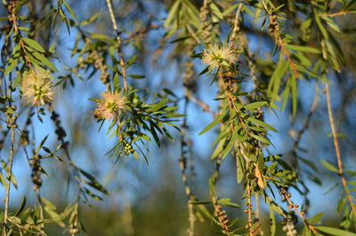 Close-up of plants against blurred background