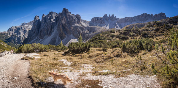 Dog waiting for the owners, with a dolomite landscape in the background, south tyrol, italy