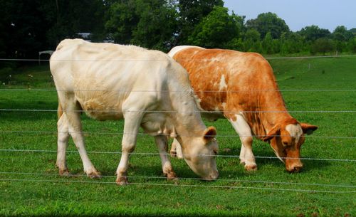 Cows on field