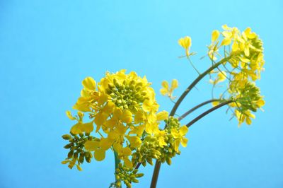 Close-up of yellow flowering plant against clear blue sky