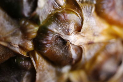Full frame shot of crab