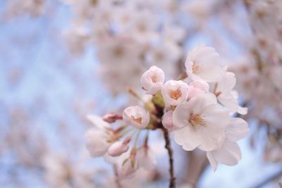 Close-up of cherry blossom