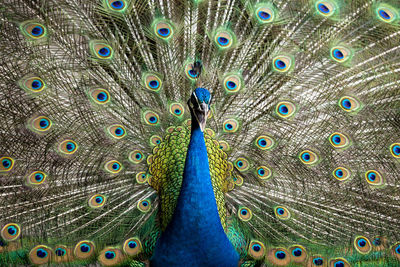 Blue peacock close up