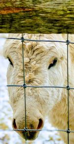 Close-up of a donkey in a field