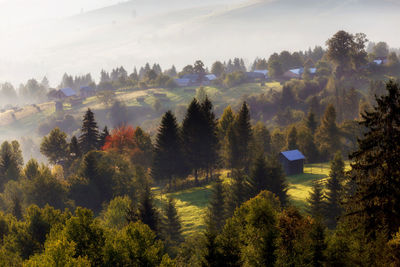 Scenic view of forest against sky