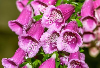 Close-up of wet pink flower