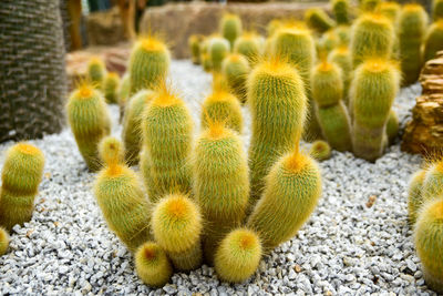 Close-up side view of cactus, thorns, desert tree background