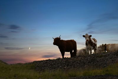 Horse standing on field against sky during sunset