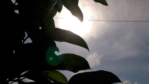 Low angle view of silhouette leaves against sky